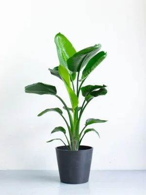 download-3 オーガスタ