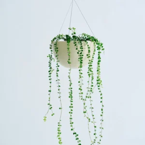 エンジェルバイン