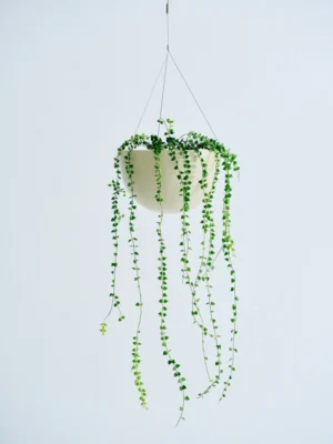 download-5 エンジェルバイン