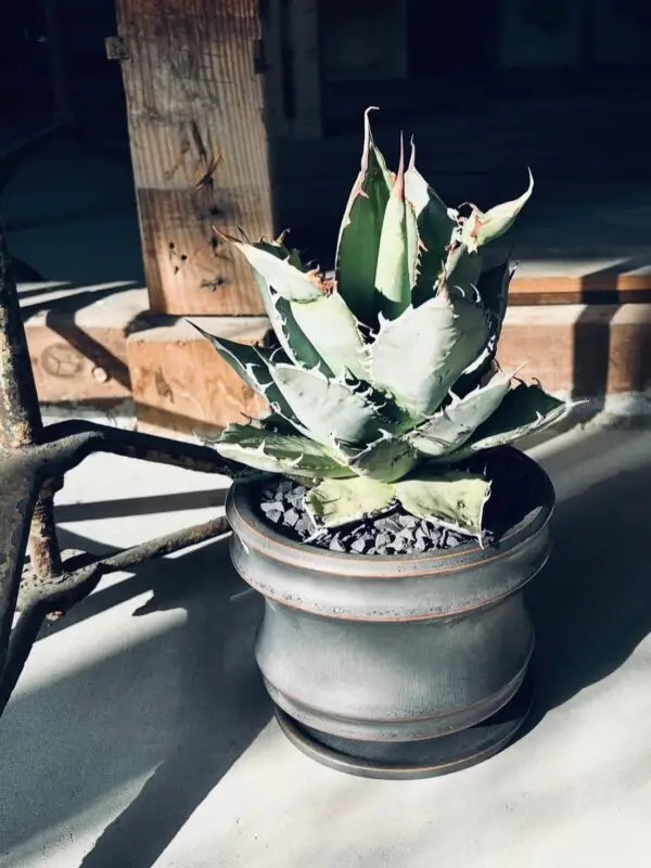 download-1 オーガスタ