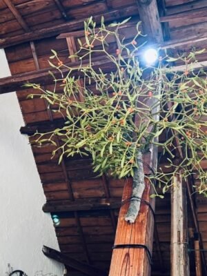 フィカス・アルテシマ