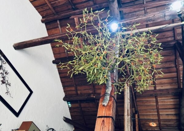 download-9 フィカス・アルテシマ