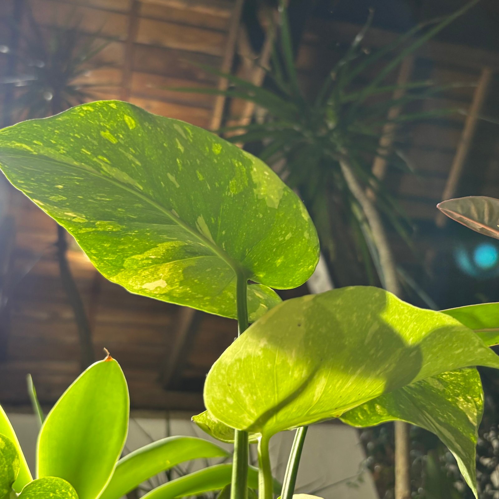 F3CF8B7E-D3A5-40A9-9249-248C6B2EF2C0_1_201_a