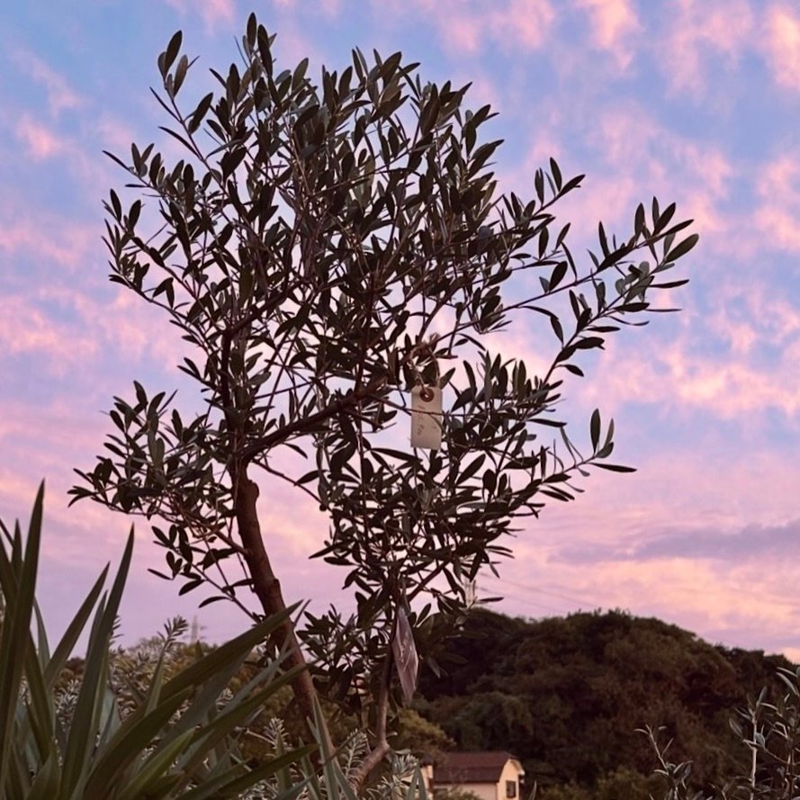 F1DB513D-9EAE-497D-94B3-EF25D6C93055_1_201_a